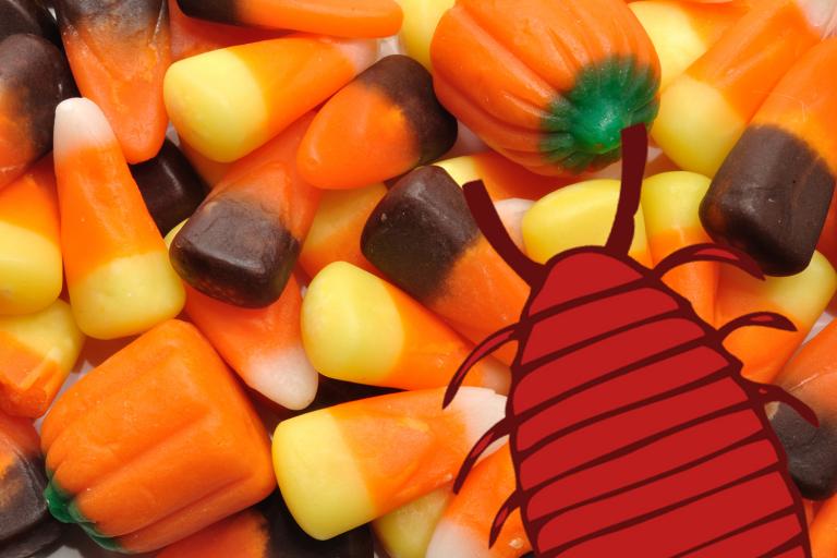 A pile of candy corn. It's nice and shiny, because it has bug secretions.